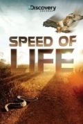 Скорость жизни