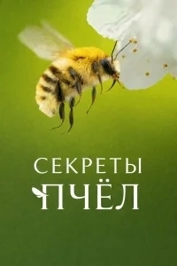 Секреты пчёл
